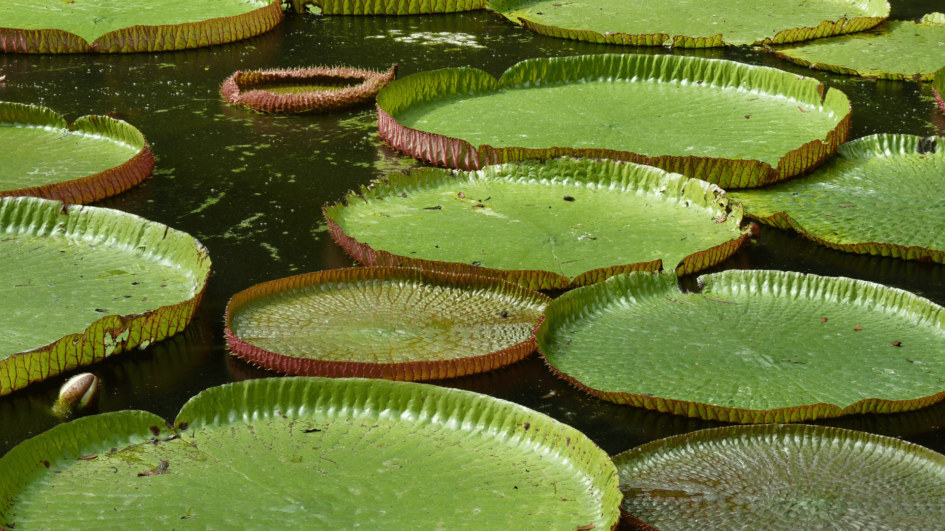 Jardin Botanique de Sir Seewoosagur Ramgoolam Un paradis vert à l'île Maurice